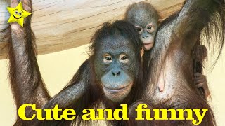 Orangutan Surya and her baby are having fun and then falling asleep.#funny#orangutans#funnyanimals