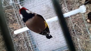 Chant appel chardonneret 2020 numéro 2 Jilguero Cardellino GOLDFINCH ALGERIA