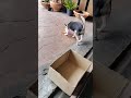 สุนัขแสนรู้ สุนัขตลก funnyanimals