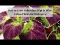 3 tips for growing colorblaze dipt in wine coleus plants