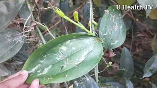 কুমারি লতার উপকারিতা। - U Health TV - The benefits of the virgin vine.