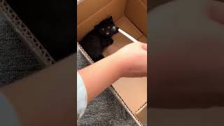Feeding the kitten: before vs after 🤣🤣🤣