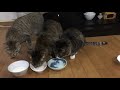 【必見】初めてヨーグルトを食べる猫達　cats eat yogurt for the first time ever.