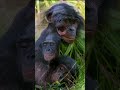 Sexual behaviour of bonobo monkeys #shorts