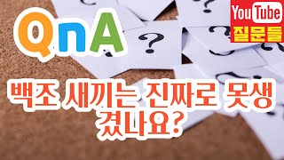 백조 새끼는 진짜로 못생겼나요?