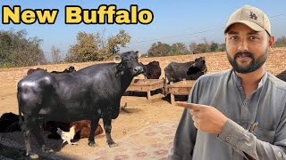 Humne Aik Or Buffalo Khared Li