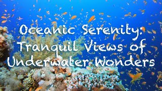 Oceanic Serenity - Tranquil Views of Underwater Wonders 4K