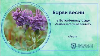 Барви весни у Ботанічному саду. Ряст