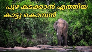 പുഴ കടക്കാൻ എത്തിയ കൊമ്പൻ #elephant #wildlife #nature #animals #elephants