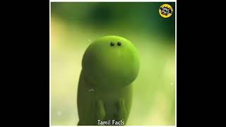 என்ன பண்ணுறாங்க பாருங்க!|Tamil Facts_Facts In Tamil_Facts In Minutes_Minutes Mystery#Shorts