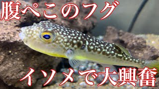 釣り人の嫌われ者のフグにイソメ与えてみた【アクアリウム】