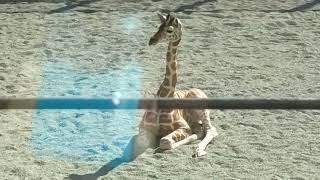 キリン🦒の赤ちゃん  マリー  座って日光浴をする  at  王子動物園