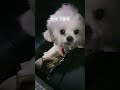 차만 타면 낑낑대는 형아 달래러 가려는 동생 강아지 흰둥이 bichon 강아지일상