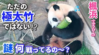 【パンダアイドル楓浜】🐼特別ボーナスは竹ではなかった⁉️悪戦苦闘するヒミツが最後に分かりました（笑）