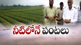 ఫెయింజల్ తుపానుకు నీట మునిగిన పంటలు | Crops Submerged Due To Heavy Rains in State