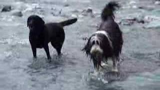 黒犬2匹の川遊び