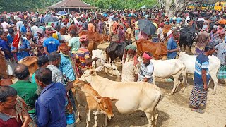 @ শিয়ালমারি গরুর হাট থেকে শুকনো গাভী গরুর দাম জানুন | মোটাতাজাকরণের শুকনো গাভী গরুর হাট | চুয়াডাঙ্গা