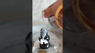 Somvar Shiv Puja Vidhi|| Panchamrit Snan| Shiv Puja| Shiv Puja at home