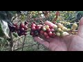 GRANO PREMIUM FRUTO DE CAFES ESPECIALES- AGRO ECOLOGIA- German Cabal 