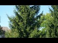 Norway Spruce Growing Guide