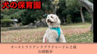 オーストラリアンラブラドゥードル２歳　公園散歩