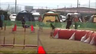 2010/03/14 JKC大阪南フィールシュパースアジリティクラブアジリティ競技会