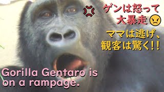 ゲンタロウ、怒りの大暴れ！！必死に逃げるゲンキ、窓を叩かれ驚く観客！！【京都市動物園 2022/1/6公開】