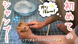 【保護猫】初めてのシャンプーなのに大人しい子猫【茶トラの女の子】/ Kitten's first shampoo