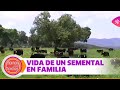 Cómo vive el semental en el campo con toda su familia