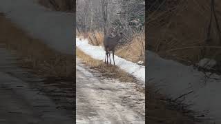 What happened to that deer? He looked shocked in the end.