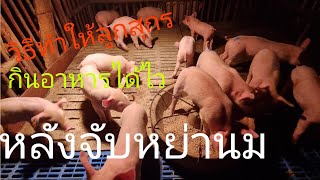 วิธีทำให้ลูกสุกร กินอาหารเองได้ไว หลังจับหย่านม@แสงสุรีย์นันทรัพย์