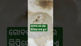 ଗୋବର ରେ ଘର ଲିପିଲେ କ'ଣ ହୁଏ #shortvideo #shortsfeed#viral #👌😇👍🙏🙏