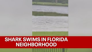 Video shows 'shark' in flooded Florida neighborhood after Hurricane Ian, but is it real?