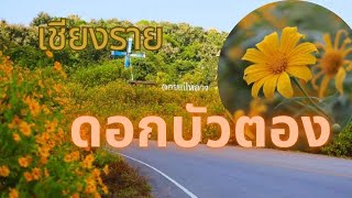 ทุ่งดอกบัวตอง ใกล้ตัวเมืองเชียงราย จุดชมวิวไม้ยา