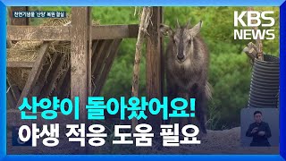 천연기념물 산양 복원 ‘결실’…사후관리가 과제 / KBS  2023.08.16.