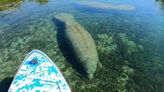 COOLCAA Paddle Board 丨To the tranquil waters of Florida to meet the gentle and charming manatee