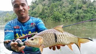 fishing Sebarau Tasik Bersia Gerik Perak Malaysia #sebarau