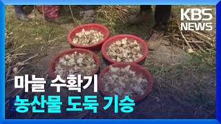 마늘값에 속 타는 농민들…농작물 절도 기승 / KBS  2023.06.02.