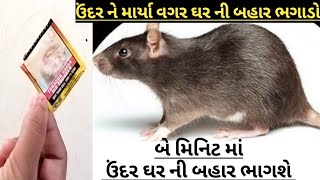 ઉંદર ને માર્યા વગર બે જ મિનિટ માં ઘર ની બહાર ભાગી જશે kitchen tips home tips creative ideas