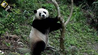 20190316 圓仔趴在木蘭樹下小歇 The Giant Panda Yuan Zai