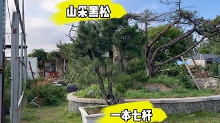 实拍一棵一本七杆山采黑松，外观整体大气十足，就差上铝丝整形了