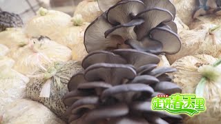 内蒙古乌兰浩特：春天的乡村日记「走进春天里」