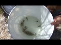 relict leopard frog release