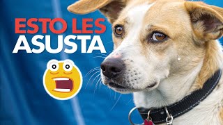 💔🐶¡Evítalos! 9 Errores que DESTROZAN el Corazón de tu Perro 💔🐶 | Cuidados para perros