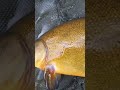 love them #tench #fishingvideo #methodfeeder