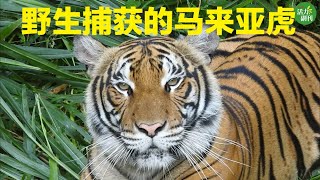 【老虎保育】野生捕获的马来亚虎 #老虎 #tiger