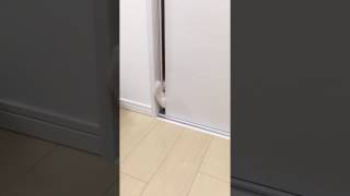 超笑える猫のおもしろ動画☆扉の隙間からw