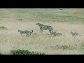 A female cheetah and her cubs playing || Masai Mara || Wild Extracts