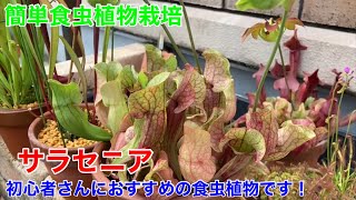 サラセニアの育て方！購入後の植え替えと管理。