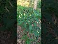 buah pertama udah ada yg siap panen aja nih cabe mini #cabe #garden #berkebun #petani #pertanian